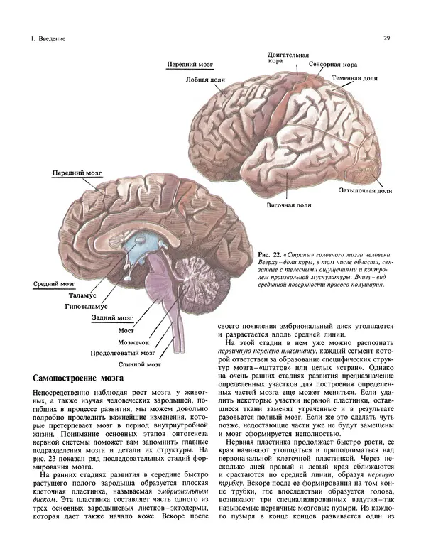Флойд Блум - Мозг, разум и поведение - Страница № 30