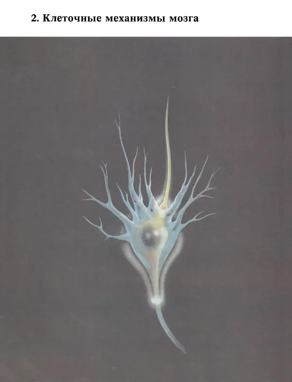 Флойд Блум - Мозг, разум и поведение - Страница № 35