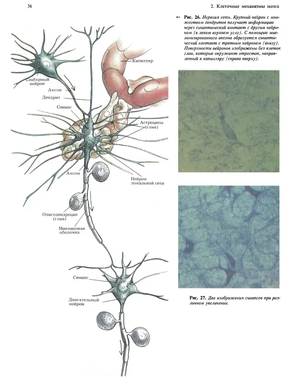 Флойд Блум - Мозг, разум и поведение - Страница № 37