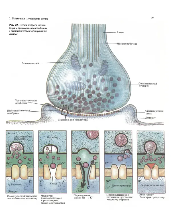 Флойд Блум - Мозг, разум и поведение - Страница № 40