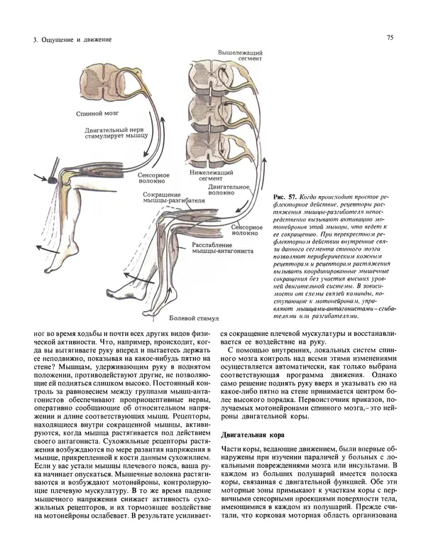Флойд Блум - Мозг, разум и поведение - Страница № 76