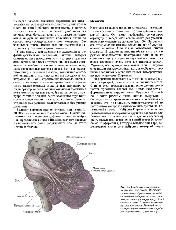 Флойд Блум - Мозг, разум и поведение - Страница № 79