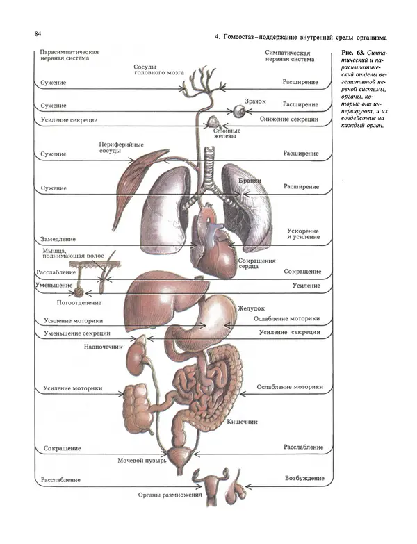 Флойд Блум - Мозг, разум и поведение - Страница № 85