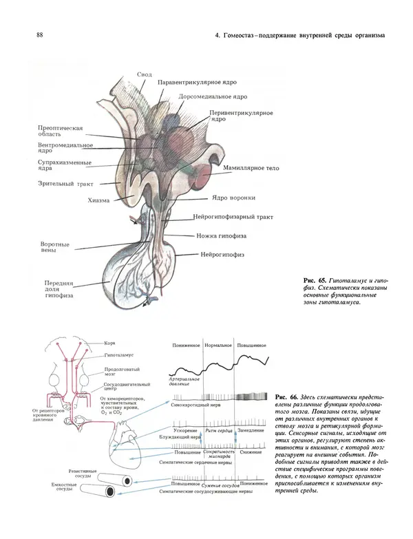 Флойд Блум - Мозг, разум и поведение - Страница № 89