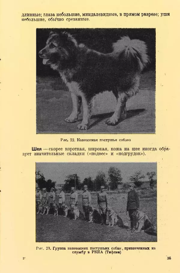 А. Немцов - Руководство по служебному собаководству в сельком хозяйстве - Страница № 37