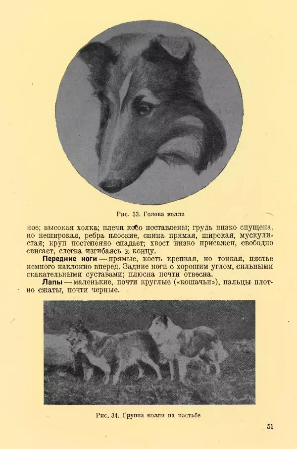 А. Немцов - Руководство по служебному собаководству в сельком хозяйстве - Страница № 53