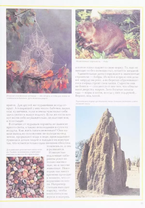 Виктор Калашников - Чудеса природы. Животный мир - Страница № 33