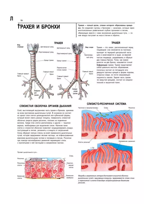  Коллектив авторов - Анатомия человека. Иллюстрированный атлас - Страница № 77