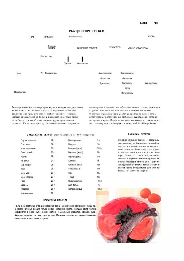  Коллектив авторов - Анатомия человека. Иллюстрированный атлас - Страница № 102