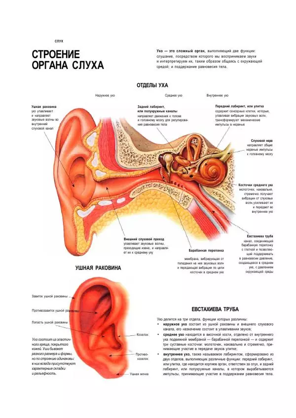  Коллектив авторов - Анатомия человека. Иллюстрированный атлас - Страница № 121