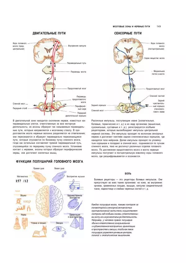  Коллектив авторов - Анатомия человека. Иллюстрированный атлас - Страница № 148