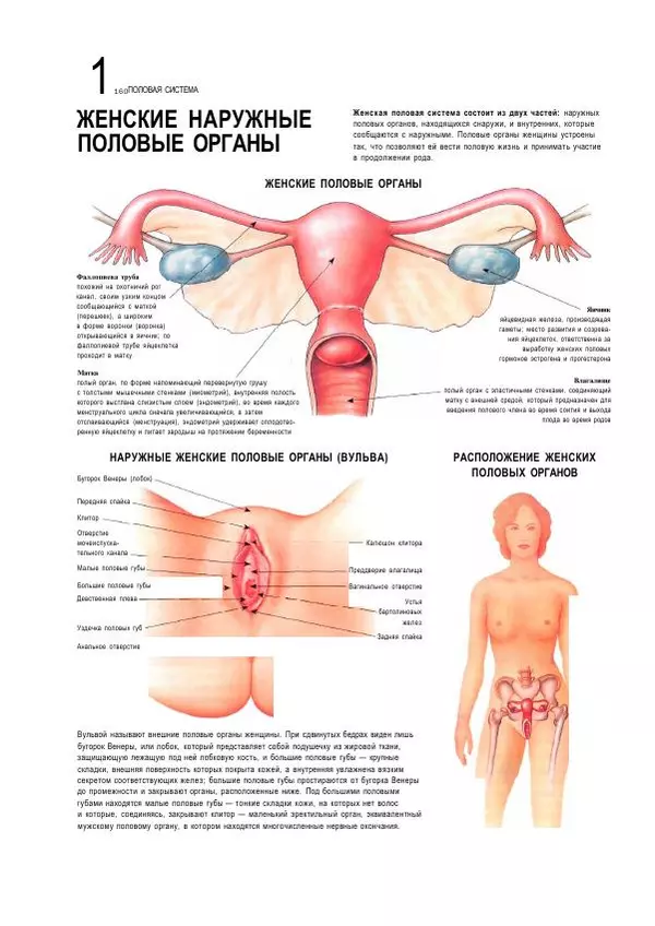  Коллектив авторов - Анатомия человека. Иллюстрированный атлас - Страница № 159