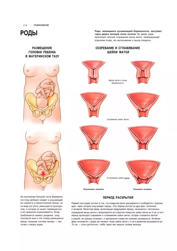  Коллектив авторов - Анатомия человека. Иллюстрированный атлас - Страница № 177