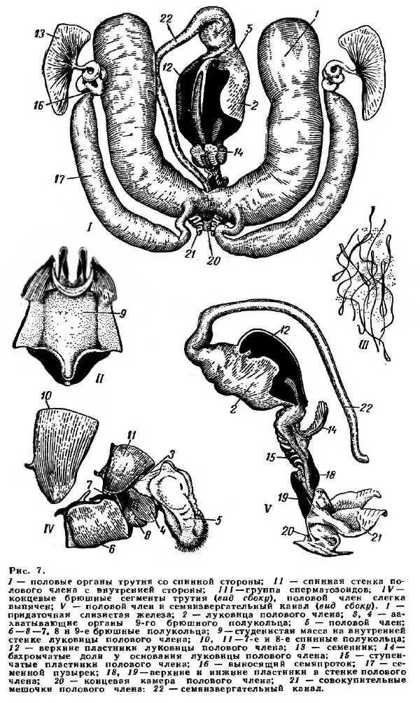 А. Рут - Энциклопедия пчеловодства - Страница № 25