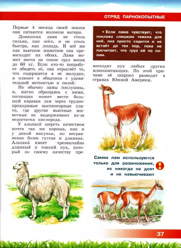 Сергей Рублев - Животные Южной Америки - Страница № 38