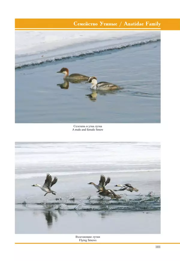 Герман Русанов - Птицы Нижней Волги - Страница № 101