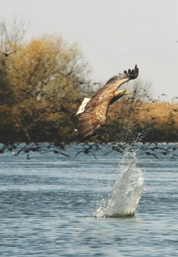 Герман Русанов - Птицы Нижней Волги - Страница № 104
