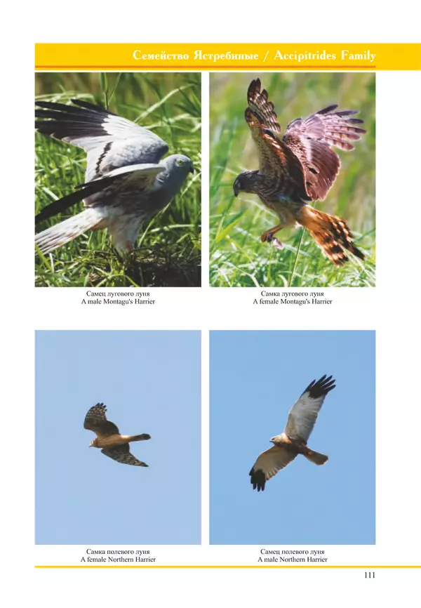 Герман Русанов - Птицы Нижней Волги - Страница № 111