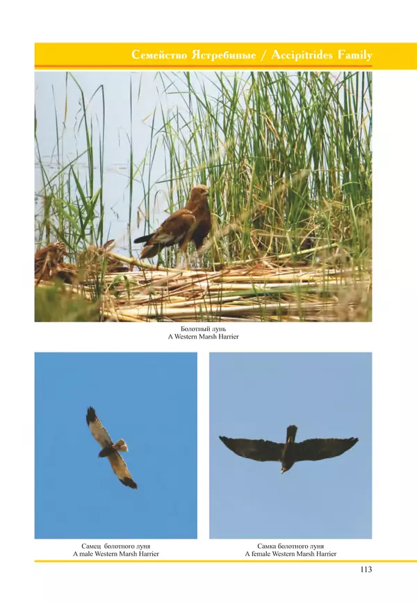 Герман Русанов - Птицы Нижней Волги - Страница № 113