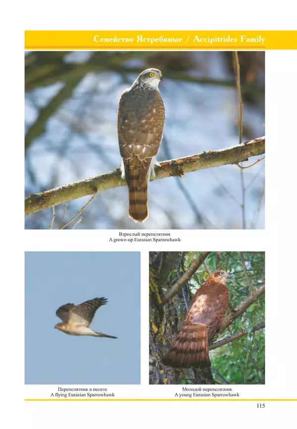 Герман Русанов - Птицы Нижней Волги - Страница № 115