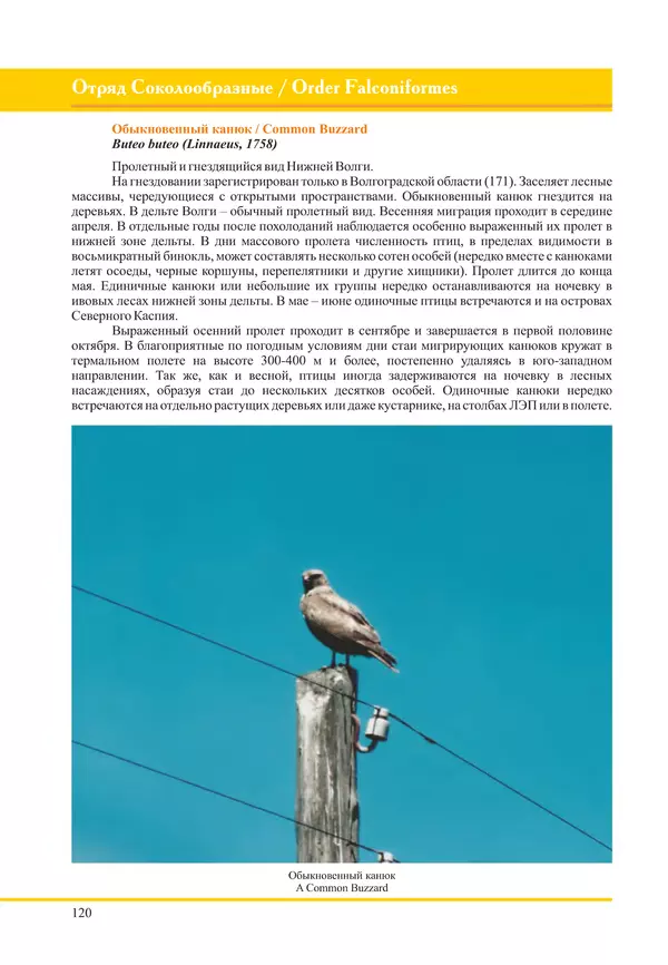 Герман Русанов - Птицы Нижней Волги - Страница № 120