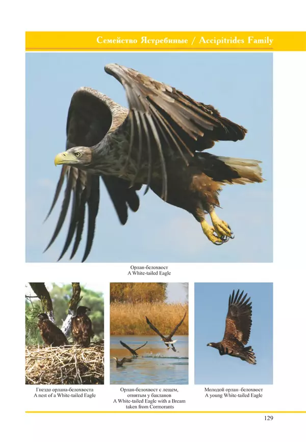 Герман Русанов - Птицы Нижней Волги - Страница № 129