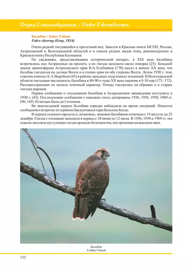 Герман Русанов - Птицы Нижней Волги - Страница № 132