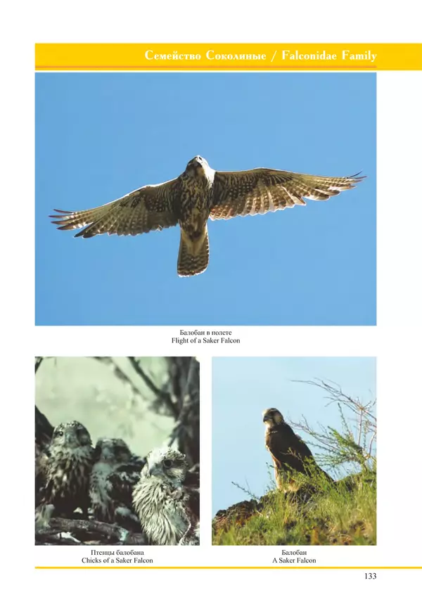 Герман Русанов - Птицы Нижней Волги - Страница № 133