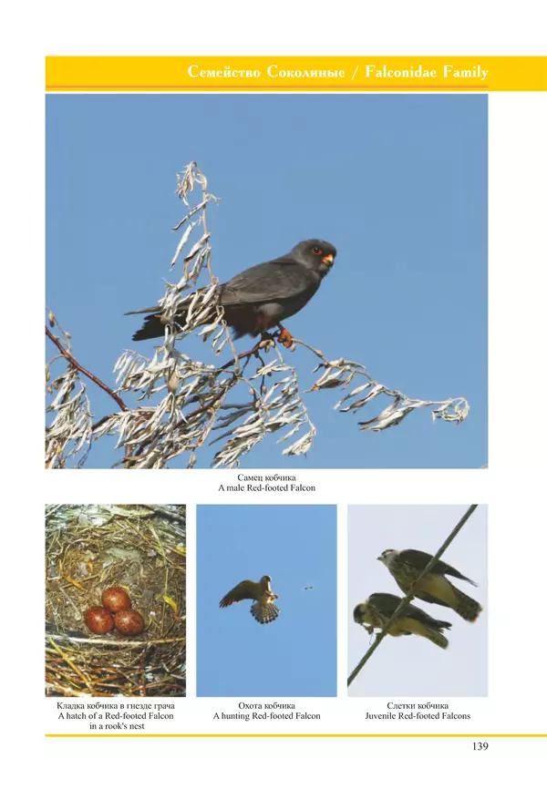Герман Русанов - Птицы Нижней Волги - Страница № 139