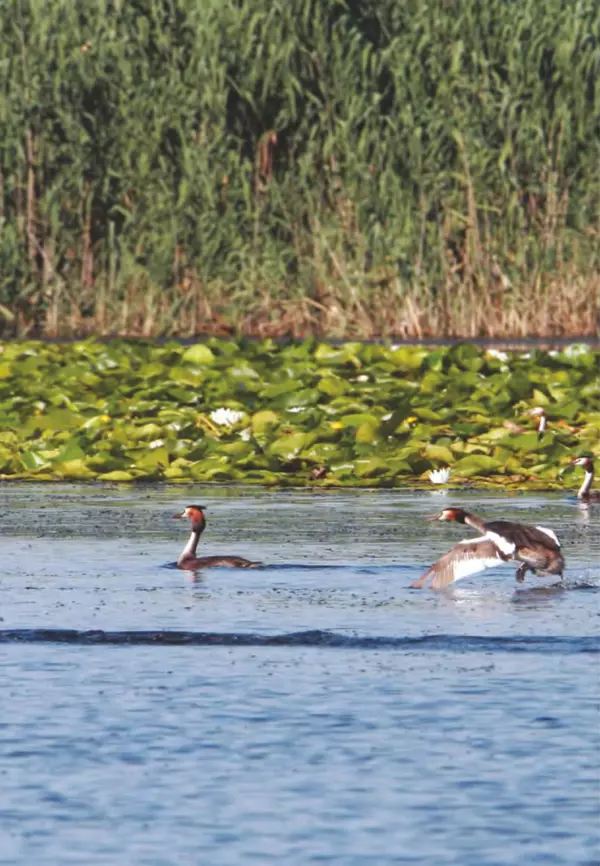 Герман Русанов - Птицы Нижней Волги - Страница № 14