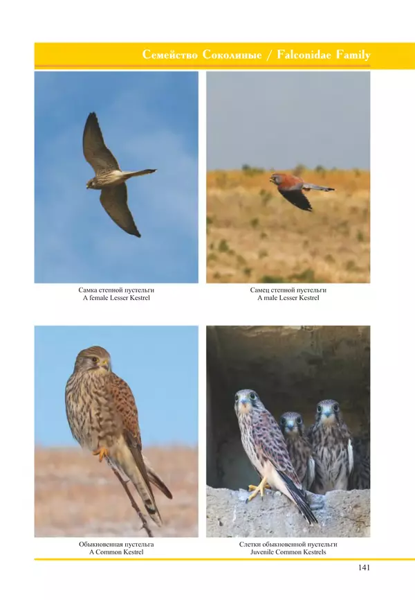Герман Русанов - Птицы Нижней Волги - Страница № 141