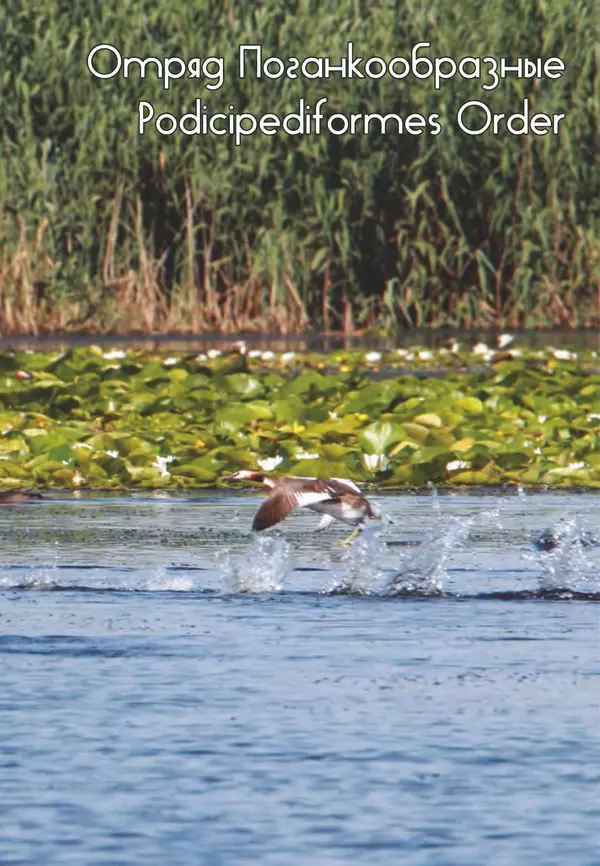 Герман Русанов - Птицы Нижней Волги - Страница № 15