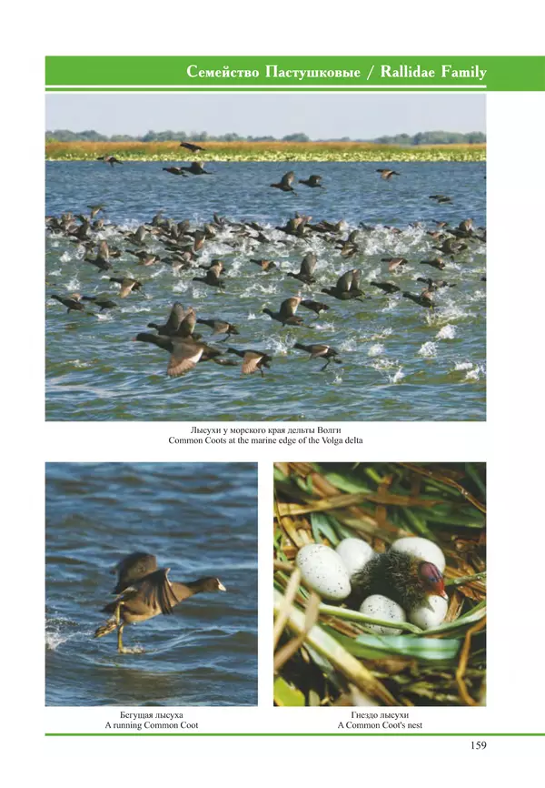 Герман Русанов - Птицы Нижней Волги - Страница № 159