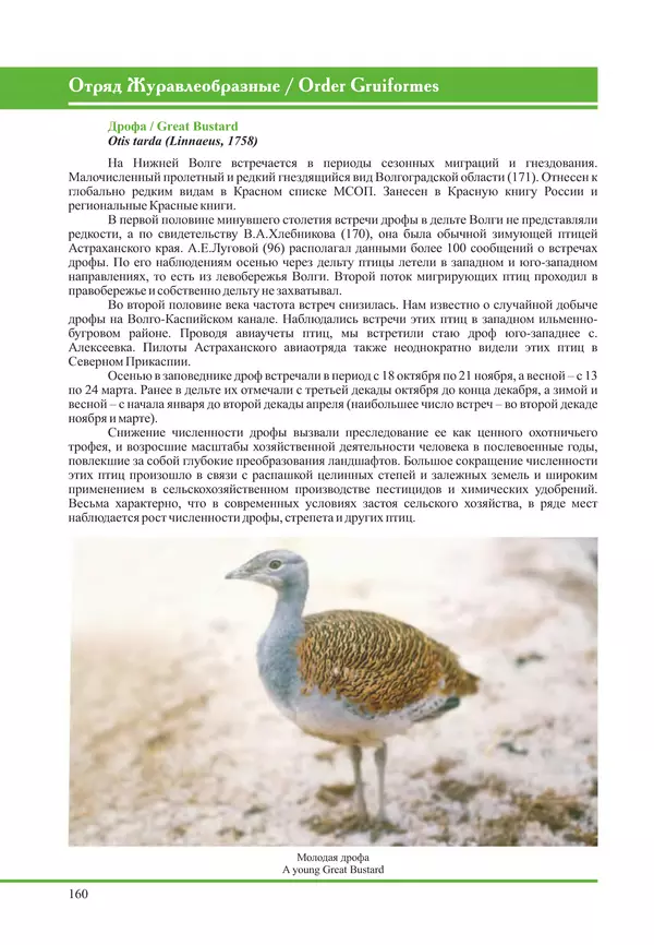 Герман Русанов - Птицы Нижней Волги - Страница № 160