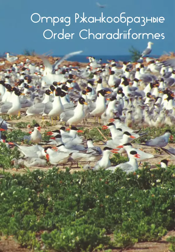 Герман Русанов - Птицы Нижней Волги - Страница № 165