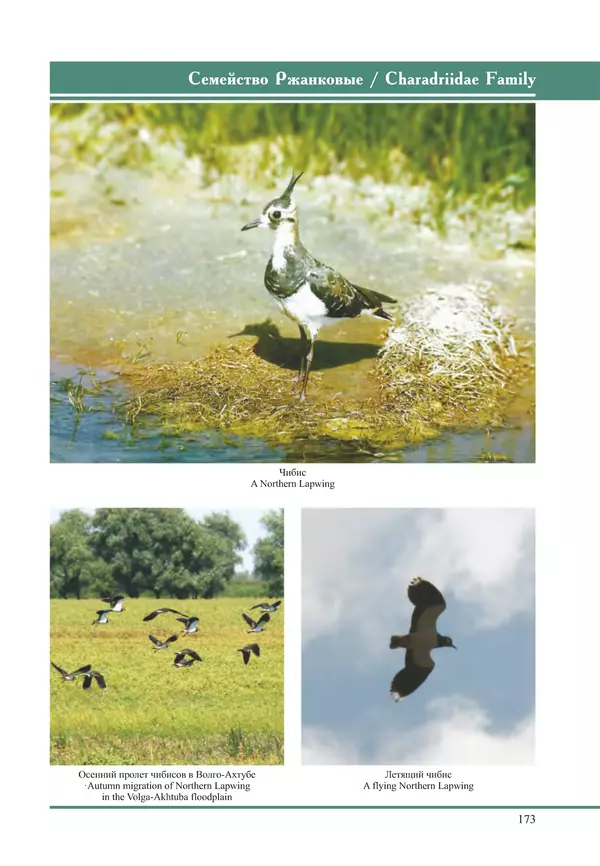 Герман Русанов - Птицы Нижней Волги - Страница № 173