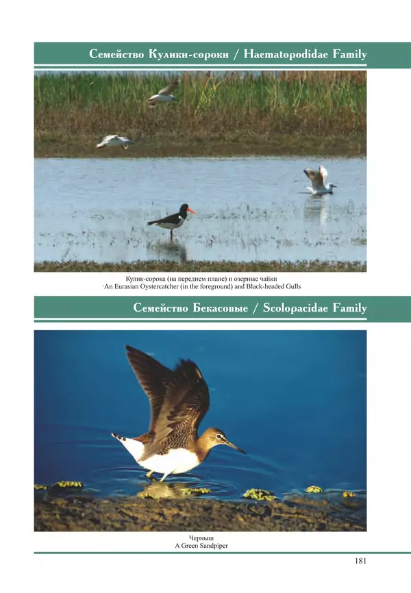 Герман Русанов - Птицы Нижней Волги - Страница № 181