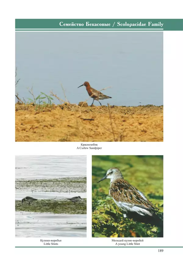Герман Русанов - Птицы Нижней Волги - Страница № 189