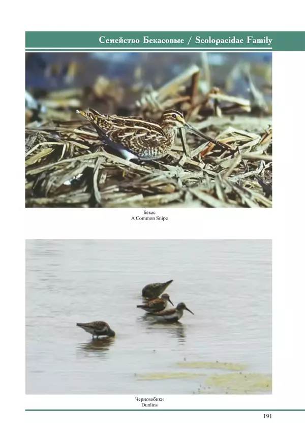 Герман Русанов - Птицы Нижней Волги - Страница № 191