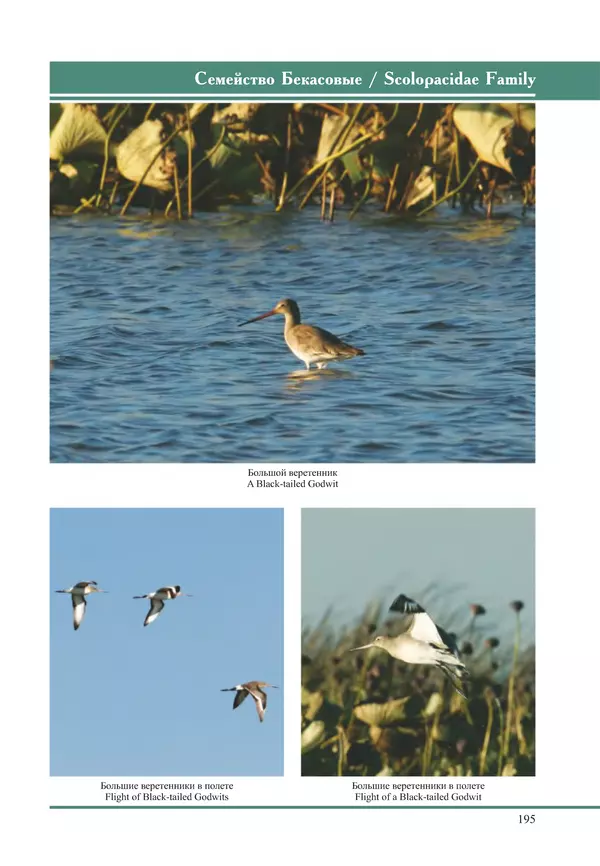 Герман Русанов - Птицы Нижней Волги - Страница № 195