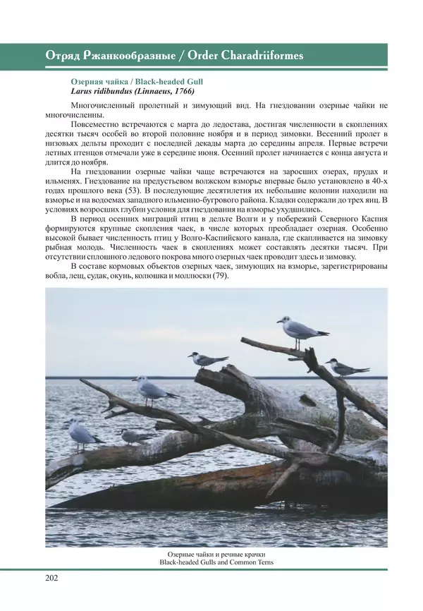 Герман Русанов - Птицы Нижней Волги - Страница № 202