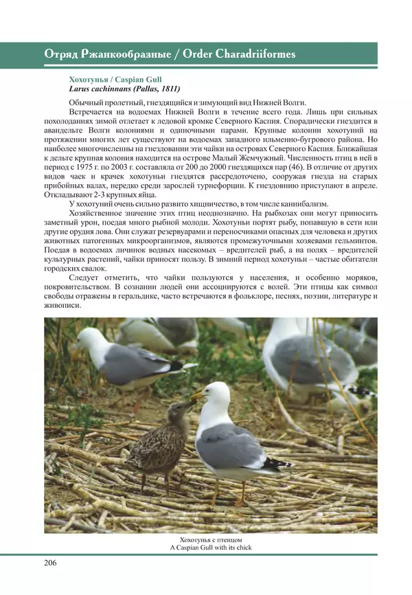 Герман Русанов - Птицы Нижней Волги - Страница № 206