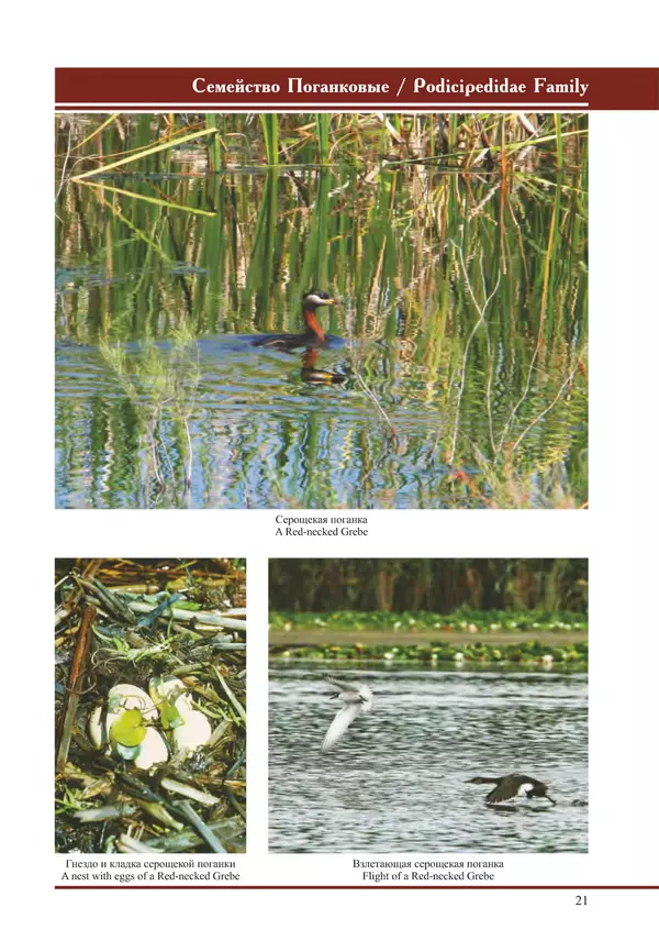 Герман Русанов - Птицы Нижней Волги - Страница № 21