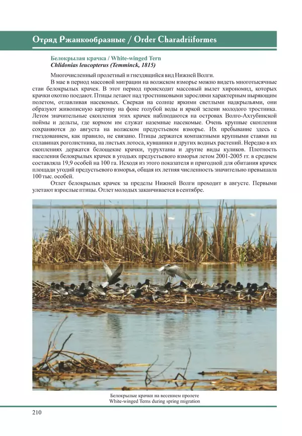 Герман Русанов - Птицы Нижней Волги - Страница № 210
