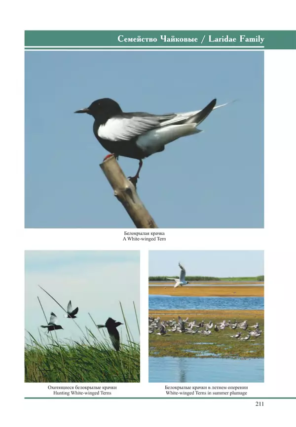Герман Русанов - Птицы Нижней Волги - Страница № 211