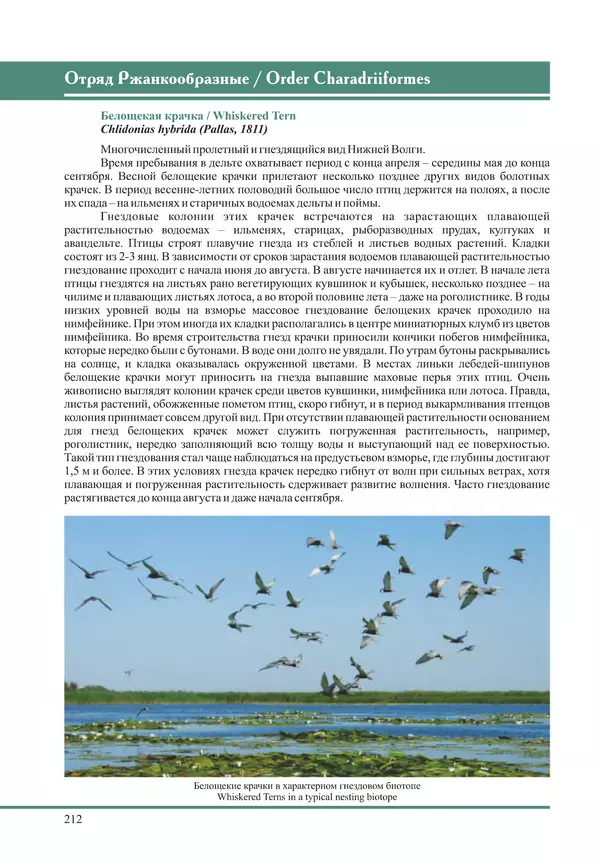 Герман Русанов - Птицы Нижней Волги - Страница № 212