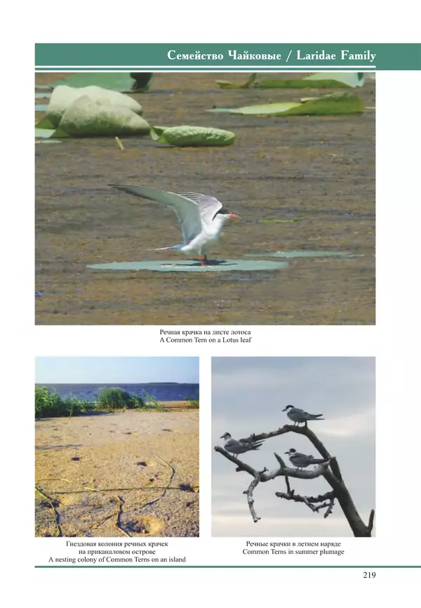 Герман Русанов - Птицы Нижней Волги - Страница № 219