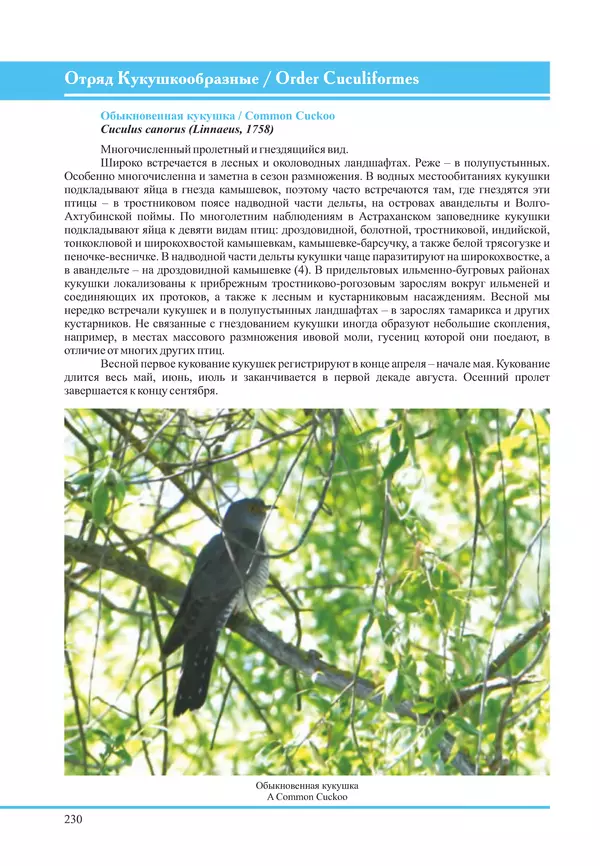 Герман Русанов - Птицы Нижней Волги - Страница № 230