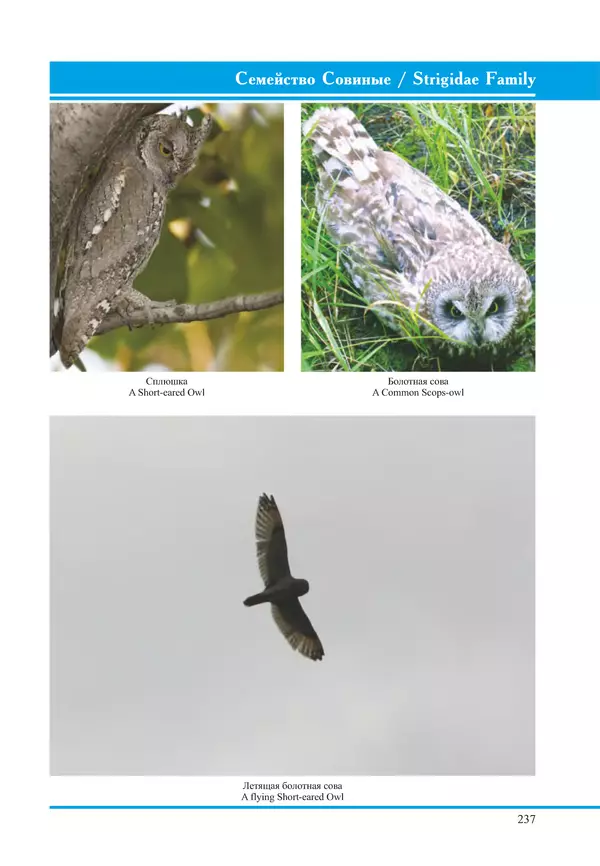 Герман Русанов - Птицы Нижней Волги - Страница № 237