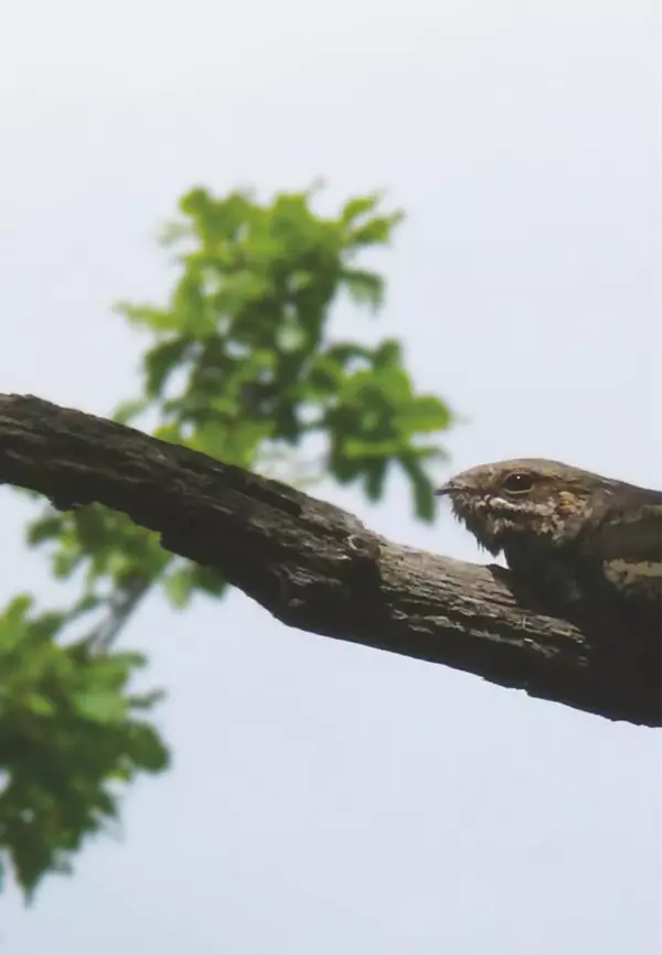 Герман Русанов - Птицы Нижней Волги - Страница № 240